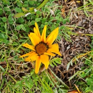 Gazania x splendens at Isaacs, ACT - 30 Sep 2021 01:57 PM