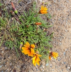 Gazania x splendens at Isaacs, ACT - 30 Sep 2021 01:57 PM