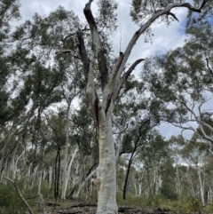 Callocephalon fimbriatum (Gang-gang Cockatoo) at Holt, ACT - 30 Sep 2021 by staceytaylor