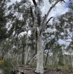 Callocephalon fimbriatum at Holt, ACT - suppressed