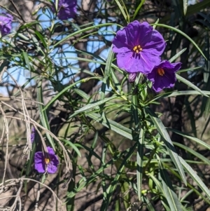 Solanum linearifolium at O'Connor, ACT - 23 Sep 2021