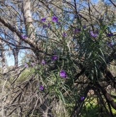 Solanum linearifolium at O'Connor, ACT - 23 Sep 2021