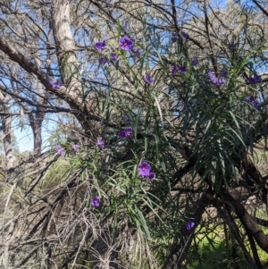 Solanum linearifolium at O'Connor, ACT - 23 Sep 2021