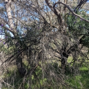 Solanum linearifolium at O'Connor, ACT - 23 Sep 2021