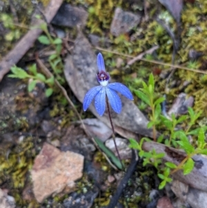 Cyanicula caerulea at O'Connor, ACT - suppressed