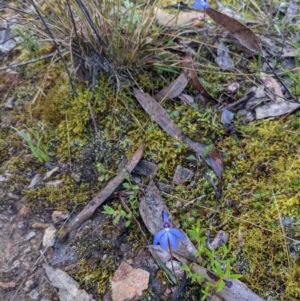 Cyanicula caerulea at O'Connor, ACT - suppressed