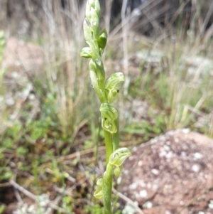 Hymenochilus cycnocephalus at Stromlo, ACT - 30 Sep 2021