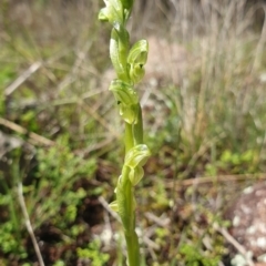 Hymenochilus cycnocephalus at Stromlo, ACT - 30 Sep 2021