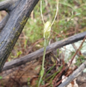 Diplodium nanum (ACT) = Pterostylis nana (NSW) at Denman Prospect, ACT - 30 Sep 2021