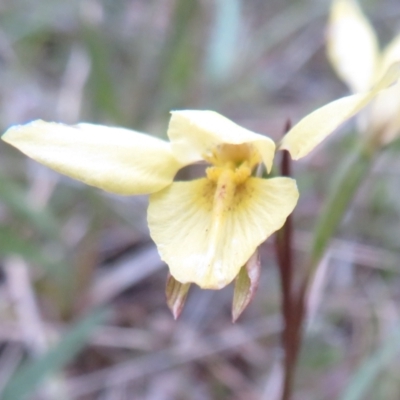 Diuris chryseopsis (Golden Moth) at Hall, ACT - 29 Sep 2021 by Christine