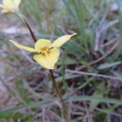 Diuris chryseopsis at Hall, ACT - 29 Sep 2021