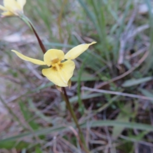 Diuris chryseopsis at Hall, ACT - suppressed