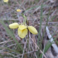 Diuris chryseopsis at Hall, ACT - suppressed