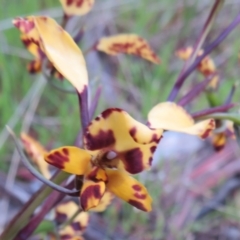 Diuris pardina (Leopard Doubletail) at Hall, ACT - 28 Sep 2021 by Christine