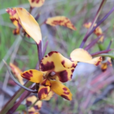 Diuris pardina (Leopard Doubletail) at Hall, ACT - 29 Sep 2021 by Christine