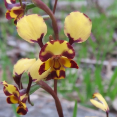 Diuris pardina (Leopard Doubletail) at Hall, ACT - 28 Sep 2021 by Christine