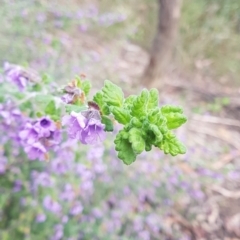 Prostanthera incana (Velvet Mint-bush) at Penrose, NSW - 30 Sep 2021 by Aussiegall
