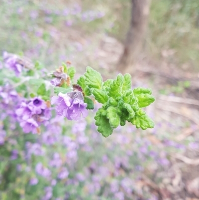 Prostanthera incana (Velvet Mint-bush) at Penrose - 30 Sep 2021 by Aussiegall