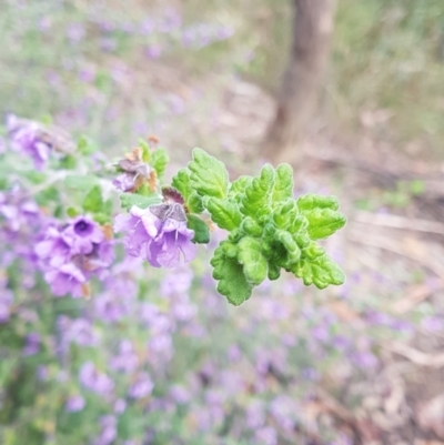 Prostanthera incana (Velvet Mint-bush) at Penrose, NSW - 30 Sep 2021 by Aussiegall