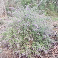 Prostanthera incana at Penrose, NSW - 30 Sep 2021