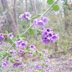 Prostanthera incana at Penrose, NSW - 30 Sep 2021