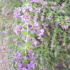 Prostanthera incana at Penrose, NSW - 30 Sep 2021