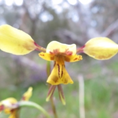 Diuris sp. (hybrid) (Hybrid Donkey Orchid) at Hall, ACT - 28 Sep 2021 by Christine
