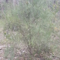 Leptomeria acida (Native Currant, Sour Currant Bush) at Wingecarribee Local Government Area - 29 Sep 2021 by Aussiegall