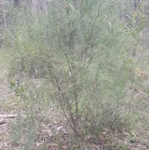 Leptomeria acida at Penrose, NSW - 29 Sep 2021 11:09 AM