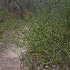 Leptomeria acida at Penrose, NSW - 29 Sep 2021