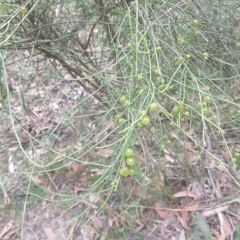 Leptomeria acida at Penrose, NSW - 29 Sep 2021