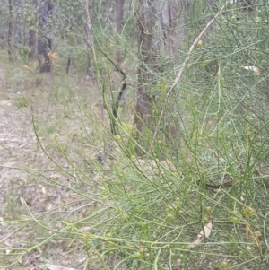 Leptomeria acida at Penrose, NSW - 29 Sep 2021