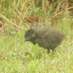 Gallirallus philippensis at Murrumbateman, NSW - 30 Sep 2021