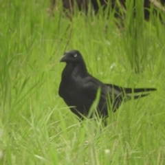 Corvus coronoides (Australian Raven) at Murrumbateman, NSW - 30 Sep 2021 by SimoneC