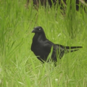 Corvus coronoides at Murrumbateman, NSW - 30 Sep 2021 12:14 PM