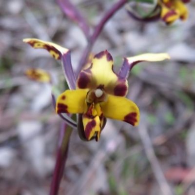 Diuris pardina (Leopard Doubletail) at Hall, ACT - 29 Sep 2021 by Christine