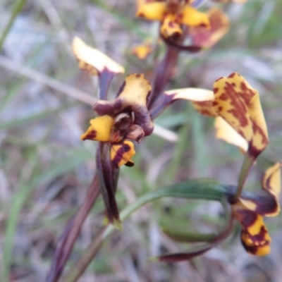 Diuris pardina (Leopard Doubletail) at Hall, ACT - 28 Sep 2021 by Christine