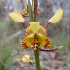 Diuris semilunulata (Late Leopard Orchid) at Hall, ACT - 29 Sep 2021 by Christine