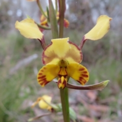 Diuris semilunulata (Late Leopard Orchid) at Hall, ACT - 28 Sep 2021 by Christine