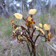 Diuris pardina (Leopard Doubletail) at Hall, ACT - 28 Sep 2021 by Christine