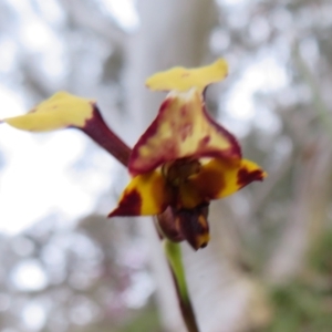 Diuris pardina at Hall, ACT - suppressed