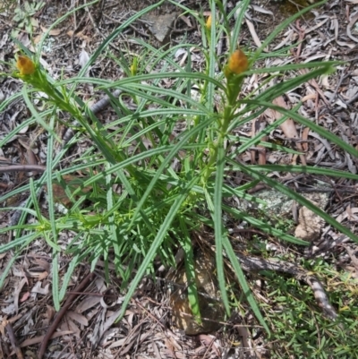 Xerochrysum viscosum (Sticky Everlasting) at Downer, ACT - 27 Sep 2021 by SmileyDugong