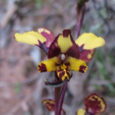 Diuris pardina (Leopard Doubletail) at Hall, ACT - 28 Sep 2021 by Christine