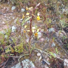 Diuris pardina (Leopard Doubletail) at Gilmore, ACT - 30 Sep 2021 by jamesjonklaas