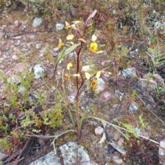 Diuris pardina at Gilmore, ACT - suppressed