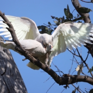 Cacatua sanguinea at Pialligo, ACT - 28 Sep 2021