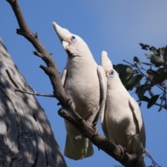 Cacatua sanguinea at Pialligo, ACT - 28 Sep 2021