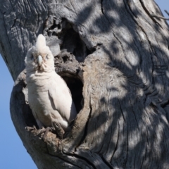 Cacatua sanguinea at Pialligo, ACT - 28 Sep 2021