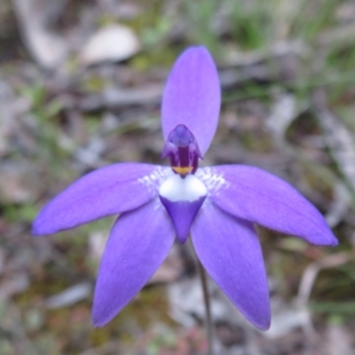 Glossodia major (Wax Lip Orchid) at Hall, ACT - 28 Sep 2021 by Christine