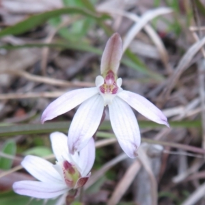 Caladenia fuscata at Hall, ACT - 29 Sep 2021